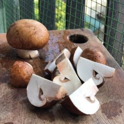 Combo Nấm Tươi Nhà Trồng/ 1Kg