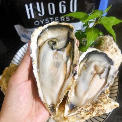 Hàu Nhật Hyogo/Kg